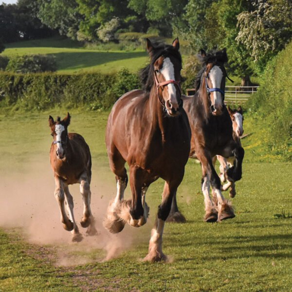 103 Design -  Cushion cover - Pack of 6