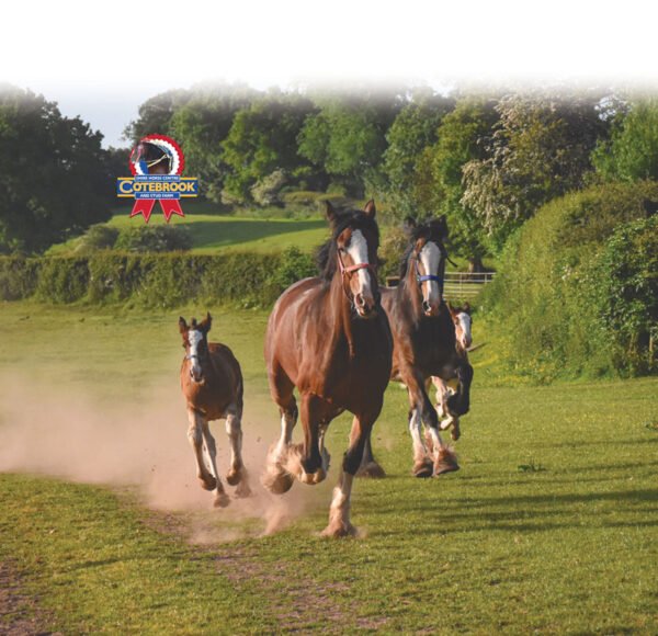 103 Design -  Tote Bag - Pack of 6