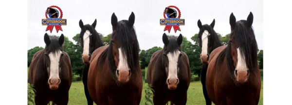 109 Design -  PhotoCeramic (Durham) Mug - Pack of 36