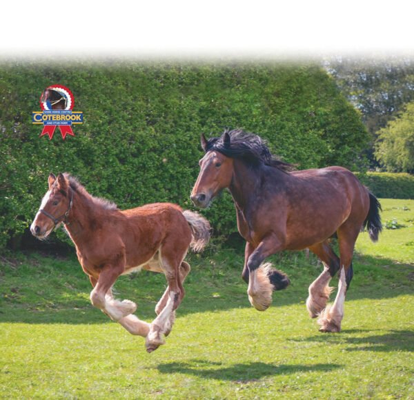 Design S37 -  Tote Bag - Pack of 6