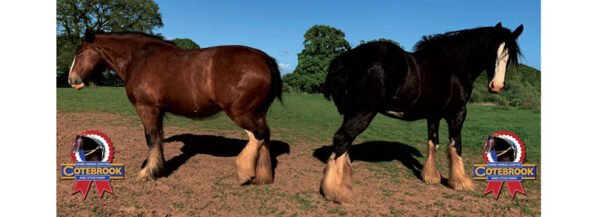 DESIGN B - 2024 - Mug - PhotoCeramic (Durham) Mug - Pack of 36