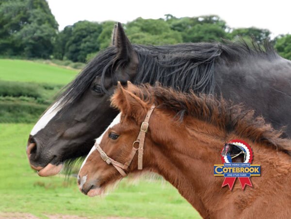 DESIGN C - Rectangular -  Matt - Rectangular Ceramic Magnet - Pack of 48