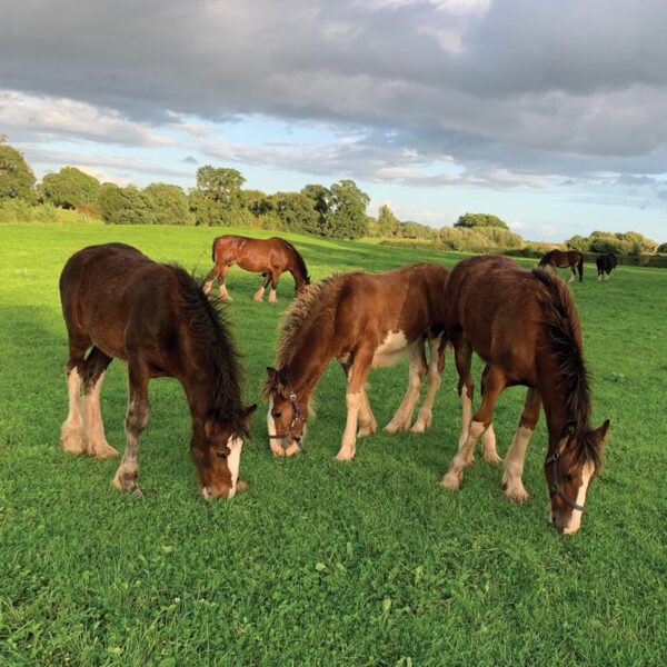 DESIGN D - Cushion -  Cushion cover - Pack of 6