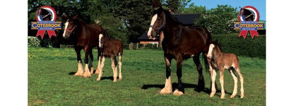 DESIGN E - 2024 - Mug - PhotoCeramic (Durham) Mug - Pack of 36