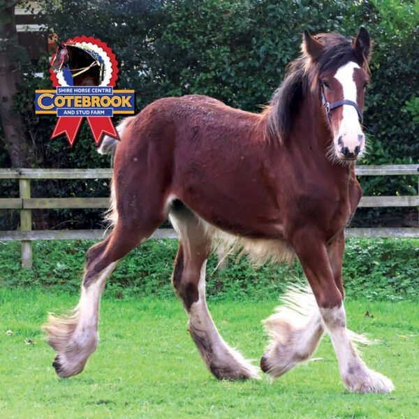 DESIGN F - Coaster -  Glass Drink Coaster - Pack of 24