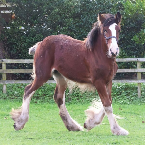 DESIGN F - Cushion -  Cushion cover - Pack of 6