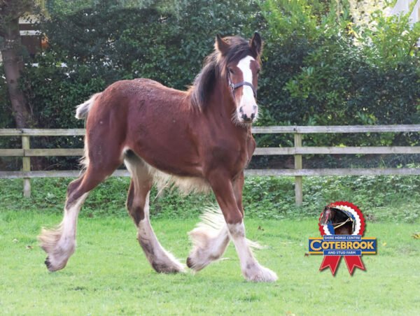 DESIGN F - Rectangular -  Matt - Rectangular Ceramic Magnet - Pack of 48