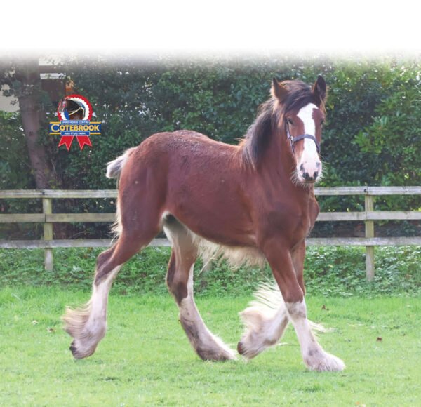 DESIGN F - Tote Bag - Pack of 6 -  Tote Bag - Pack of 6