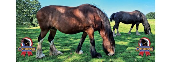 DESIGN G - 2024 - Mug - PhotoCeramic (Durham) Mug - Pack of 36