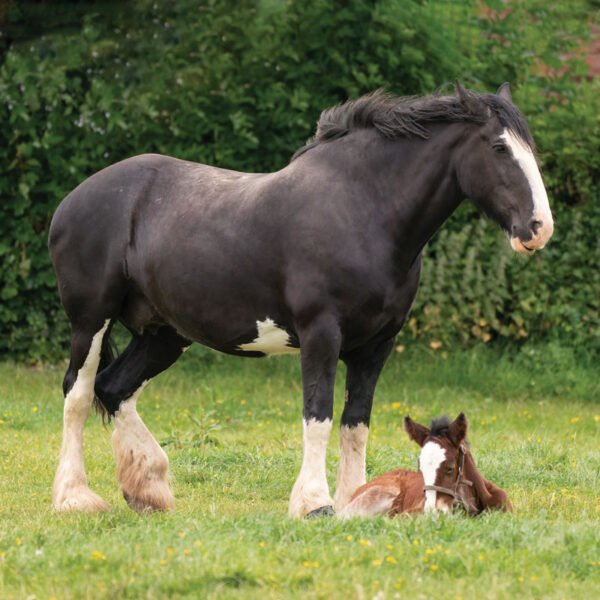 DESIGN H - Cushion -  Cushion cover - Pack of 6