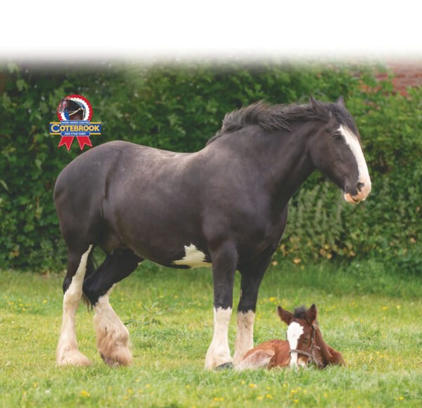 DESIGN H - Tote Bag - Pack of 6 -  Tote Bag - Pack of 6