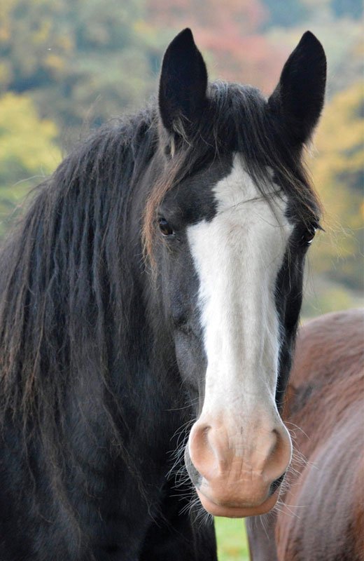 DESIGN J (Front) Logo (Rear) -  Keyring - Acrylic - 74mm x 54mm - Pack of 25