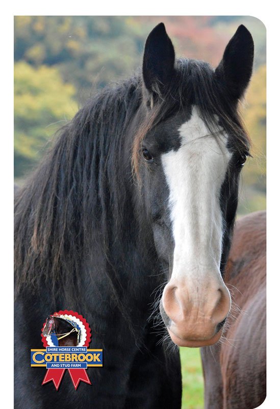 DESIGN J - NOTEBOOK -  A5 Note Book - Pack of 12