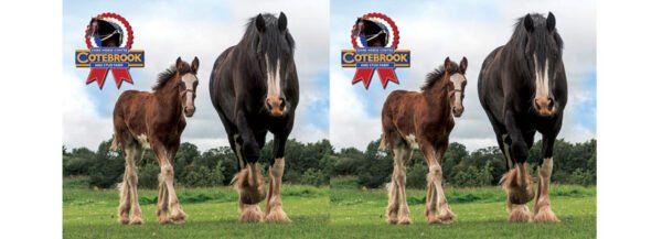 Design S13 -  PhotoCeramic (Durham) Mug - Pack of 36