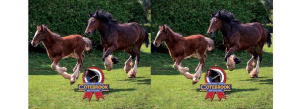 Design S37 -  PhotoCeramic (Durham) Mug - Pack of 36