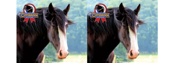 Design 7 - PhotoCeramic (Durham) Mug - Pack of 36