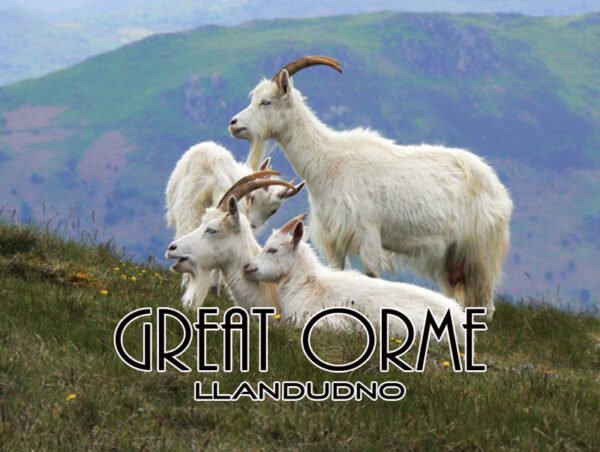 KASHMIRI GOAT -  Acrylic - Fridge Magnet - 75mm x 50mm - Pack of 50