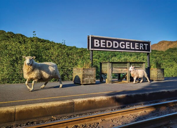 Sheep on Platform + BESPOKE REAR -  Postcard - Pack of 48